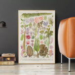 affiche algue vintage