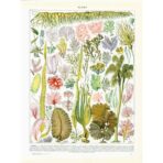 Affiche Vintage <br> Algues