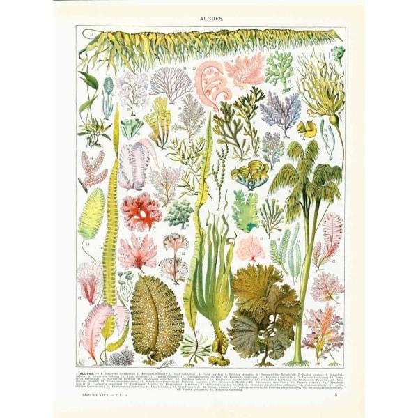 affiche-algues Affiche Vintage <br> Algues – Image 1