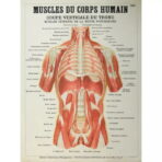 affiche anatomie ancienne vintage muscles