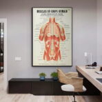 affiche anatomie ancienne vintage muscles