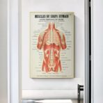 affiche anatomie ancienne vintage muscles