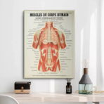 affiche anatomie ancienne vintage muscles