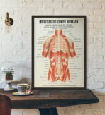 affiche anatomie ancienne vintage muscles