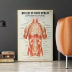 affiche anatomie ancienne vintage muscles