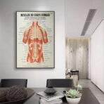 affiche anatomie ancienne vintage muscles