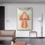 affiche anatomie ancienne vintage muscles