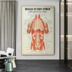 affiche anatomie ancienne vintage muscles