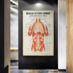 affiche anatomie ancienne vintage muscles