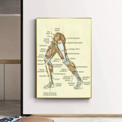 affiche anatomie jambe vintage