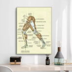 affiche anatomie jambe vintage