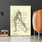 affiche anatomie jambe vintage