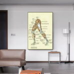affiche anatomie jambe vintage