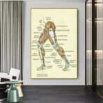 affiche anatomie jambe vintage