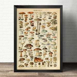 affiche ancienne champignons