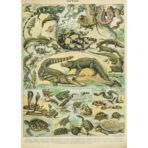 affiche ancienne reptiles