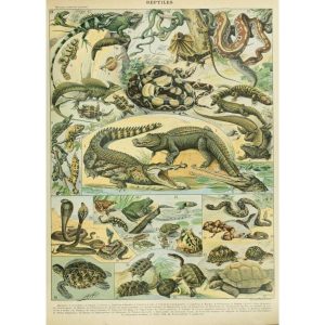affiche ancienne reptiles