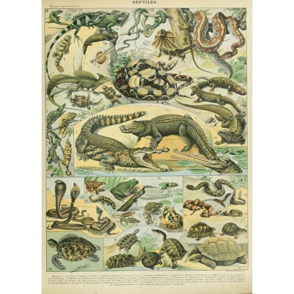 affiche-ancienne-reptiles affiche ancienne reptiles