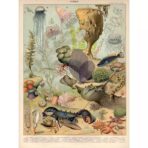 affiche animaux marins ocean vintage