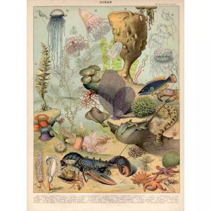 affiche animaux marins ocean vintage