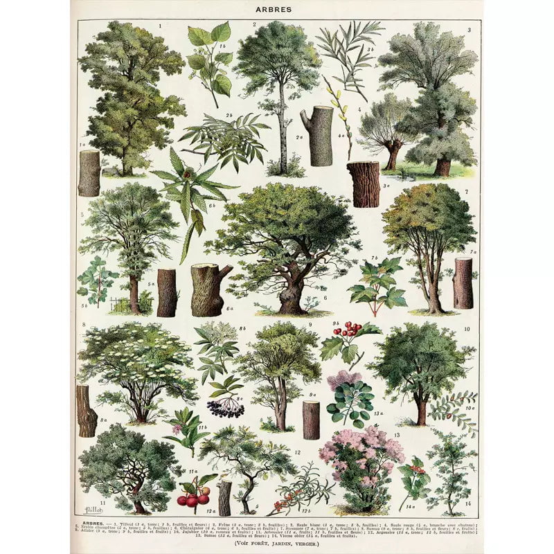 affiche-arbre-vintage_11 affiche arbre vintage