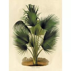 affiche botanique vintage palmier