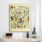 affiche botanique vintage