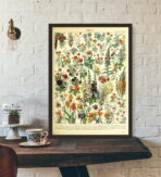 affiche botanique vintage
