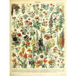affiche botanique vintage
