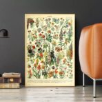 affiche botanique vintage