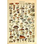 affiche champignon vintage