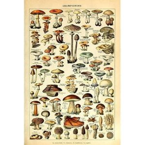 affiche champignon vintage