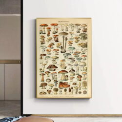 affiche champignon vintage