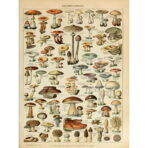 affiche champignon vintage
