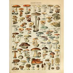 affiche champignon vintage