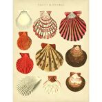 affiche coquillage vintage