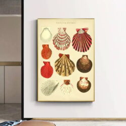 affiche coquillage vintage