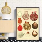 affiche coquillage vintage