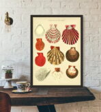affiche coquillage vintage