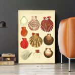 affiche coquillage vintage