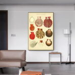 affiche coquillage vintage