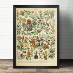 affiche fleurs sauvages