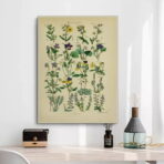 affiche herbier vintage