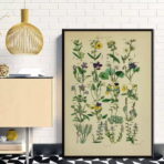 affiche herbier vintage