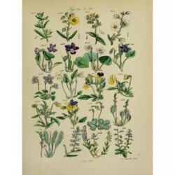 affiche herbier vintage