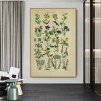 affiche herbier vintage