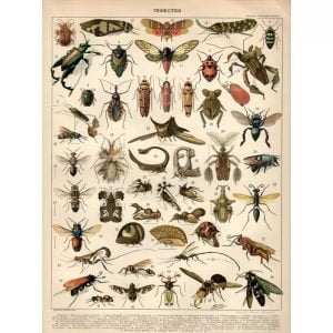 affiche insecte vintage