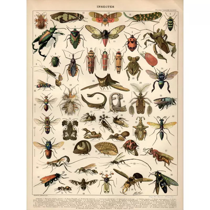 affiche-insecte-vintage_1 affiche insecte vintage