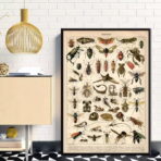 affiche insecte vintage