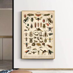 affiche insecte vintage